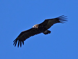  - The ever impressive Eurasian Black Vulture@Aegypius monachus